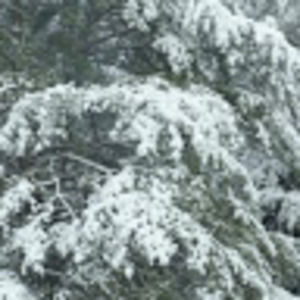 Meet your Posher, Troy